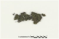 藏品(黃葉鳳尾苔)的圖片